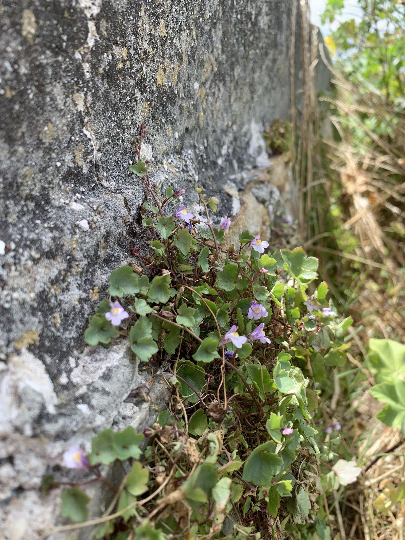 Image of Ivy-leaved Toadflax