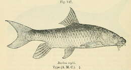 Image of Labeobarbus roylii (Boulenger 1912)