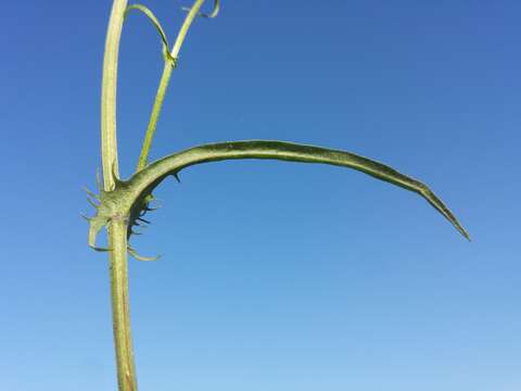 Image of smooth hawksbeard