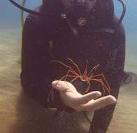 Image of Yellowline Arrow Crab