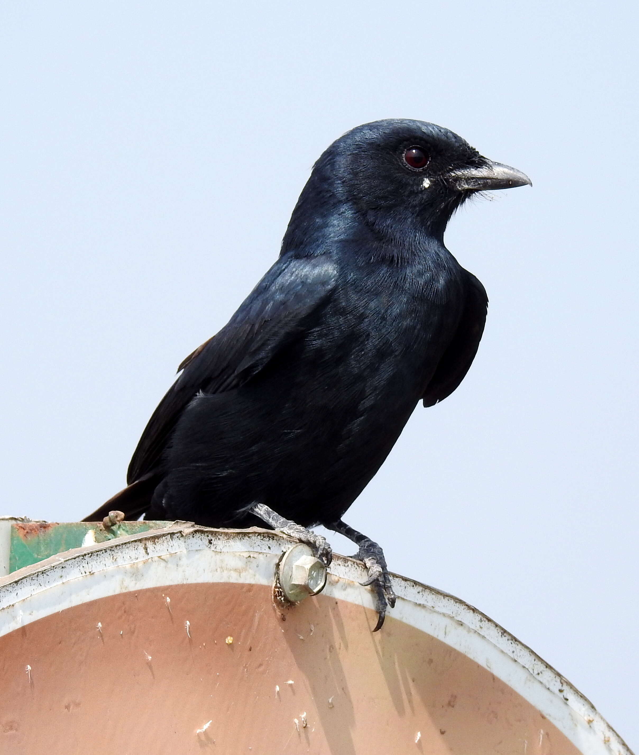 Image of Black Drongo