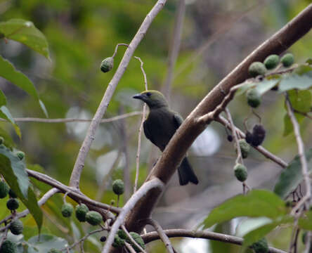 Image of Palm Tanager