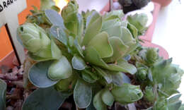 Imagem de Aeonium dodrantale