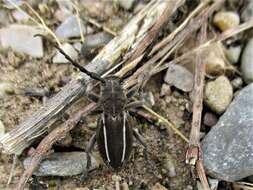 Image of Neodorcadion bilineatum (Germar 1824)