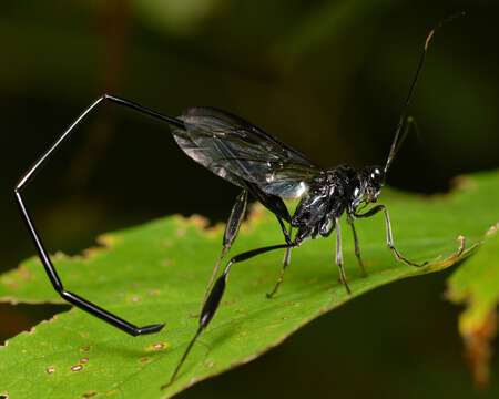 Image de Pelecinus polyturator (Drury)