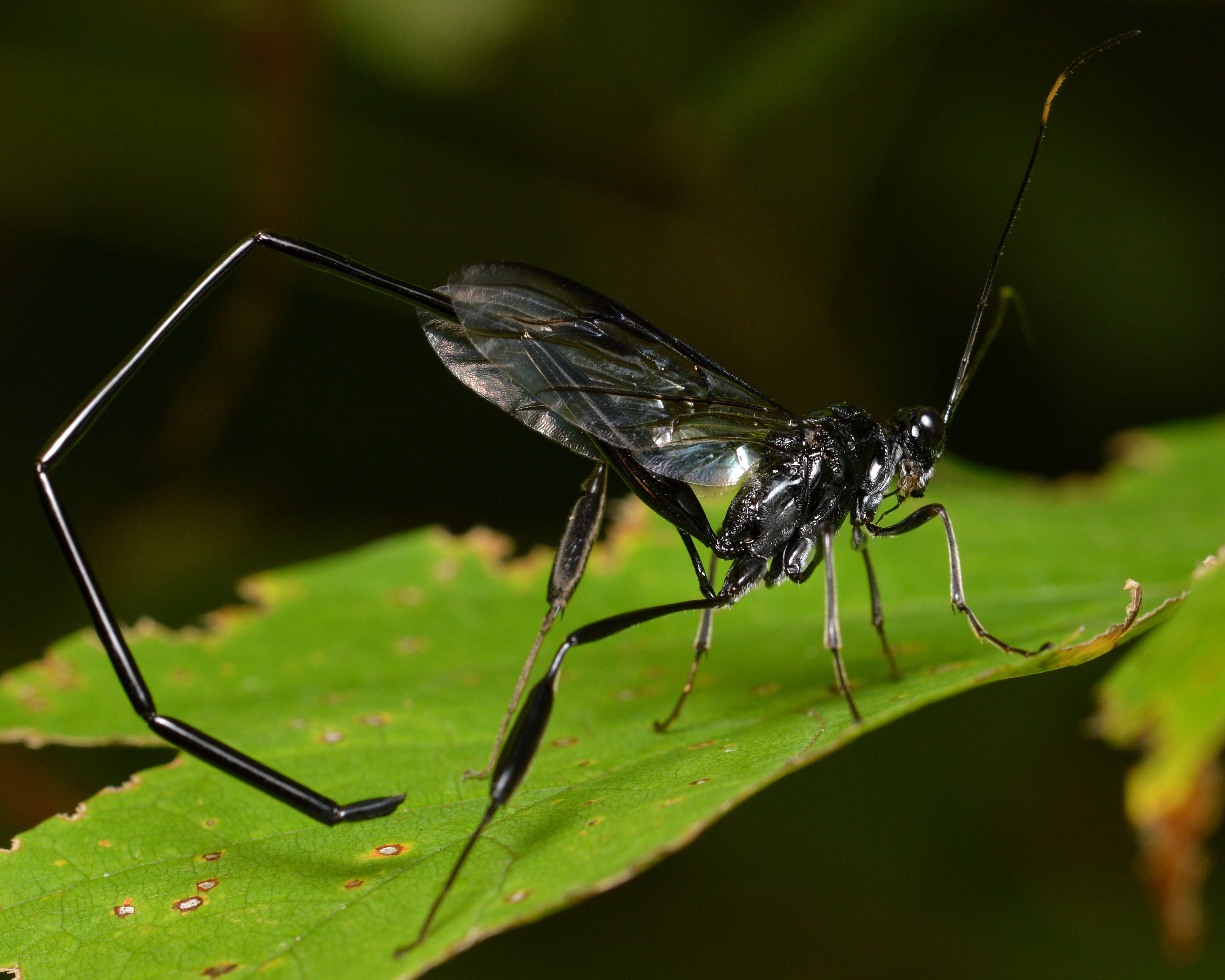 Imagem de Pelecinus polyturator (Drury)