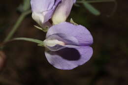 Image of fewflower pea