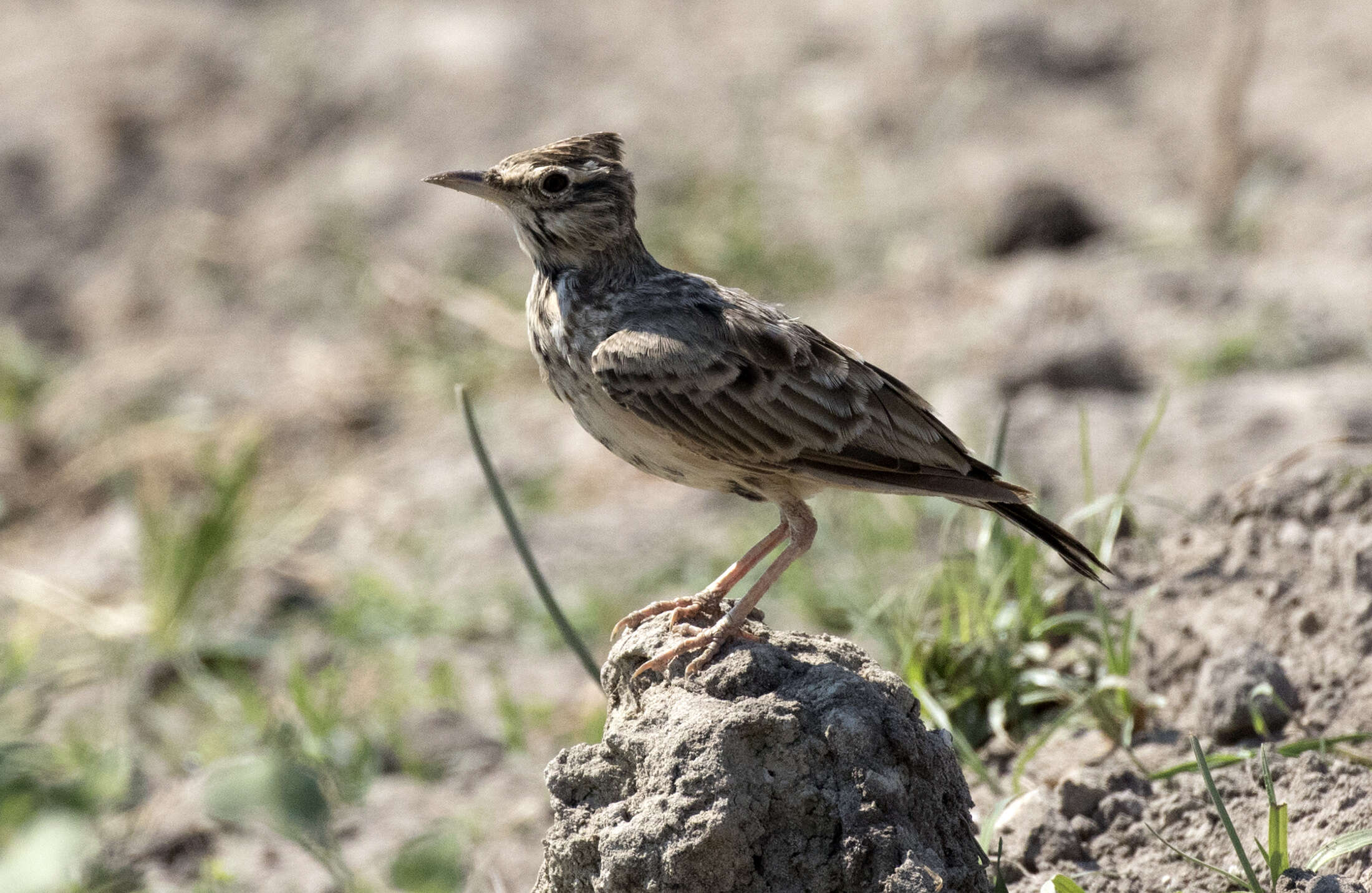 Image of Skylark