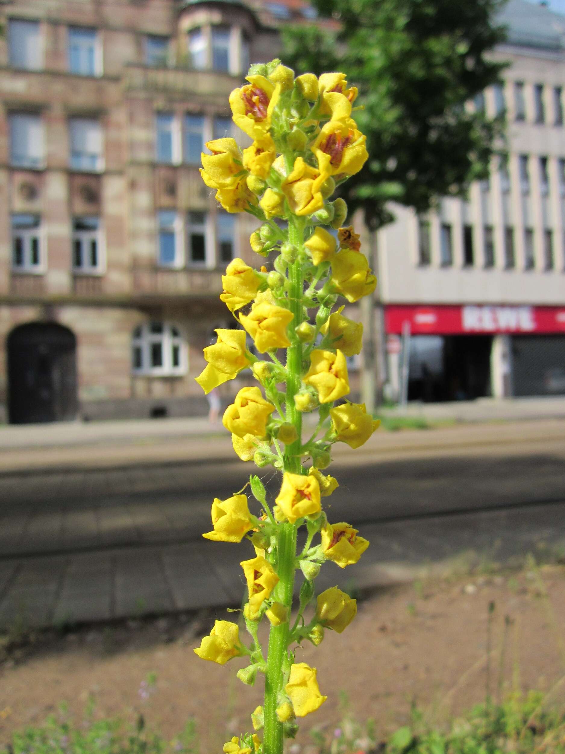 Image of Dark Mullein