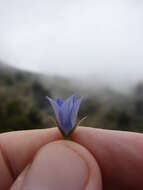 صورة Wahlenbergia gracilis (G. Forst.) A. DC.