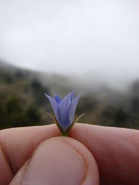 صورة Wahlenbergia gracilis (G. Forst.) A. DC.