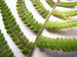 Image of Petersen's-Spleenwort