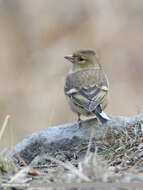 Image of Fringilla Linnaeus 1758