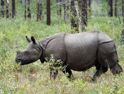 Image of Indian Rhinoceros