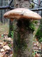 Image of birch polypore