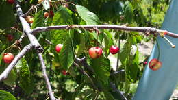 Image of sour cherry