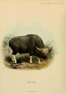 Image of Gaur