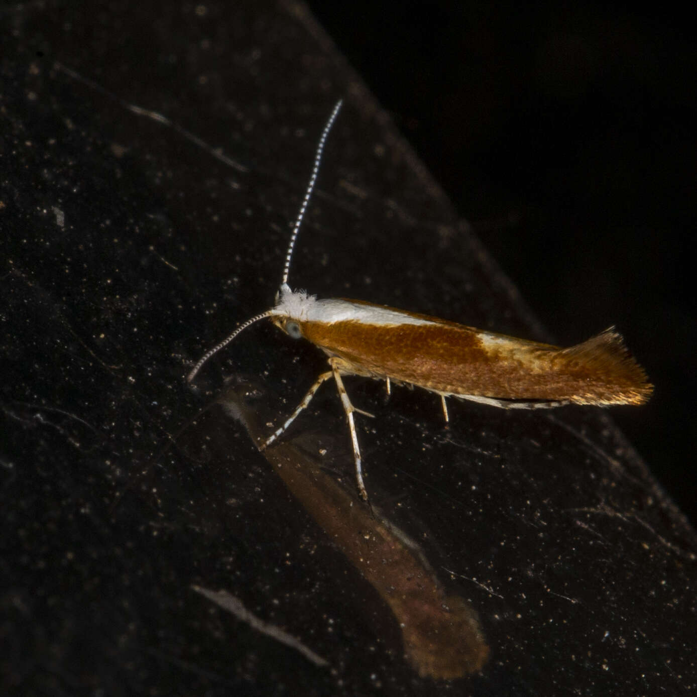 Imagem de Argyresthia albistria Haworth 1828