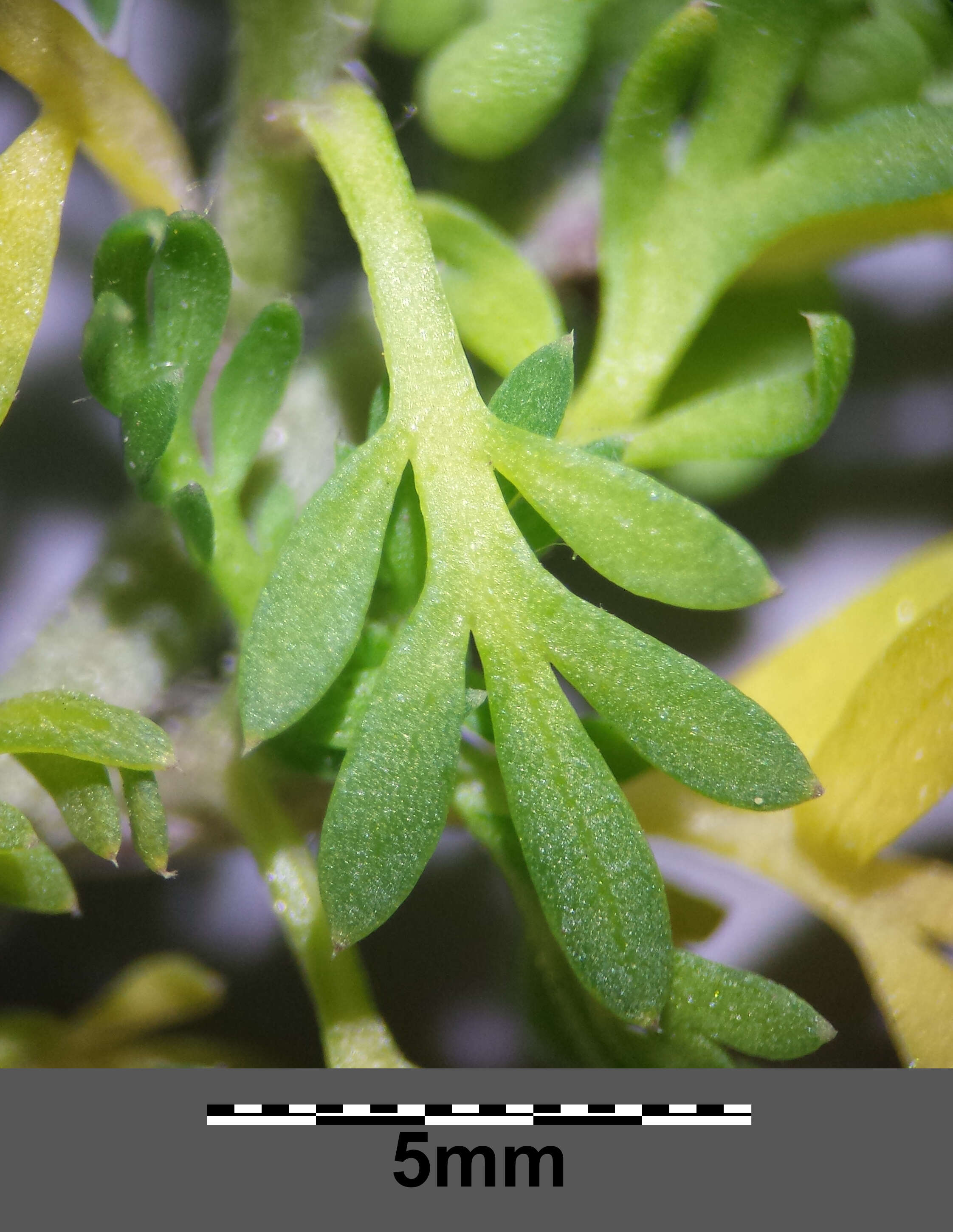 Image of Lesser swine-cress