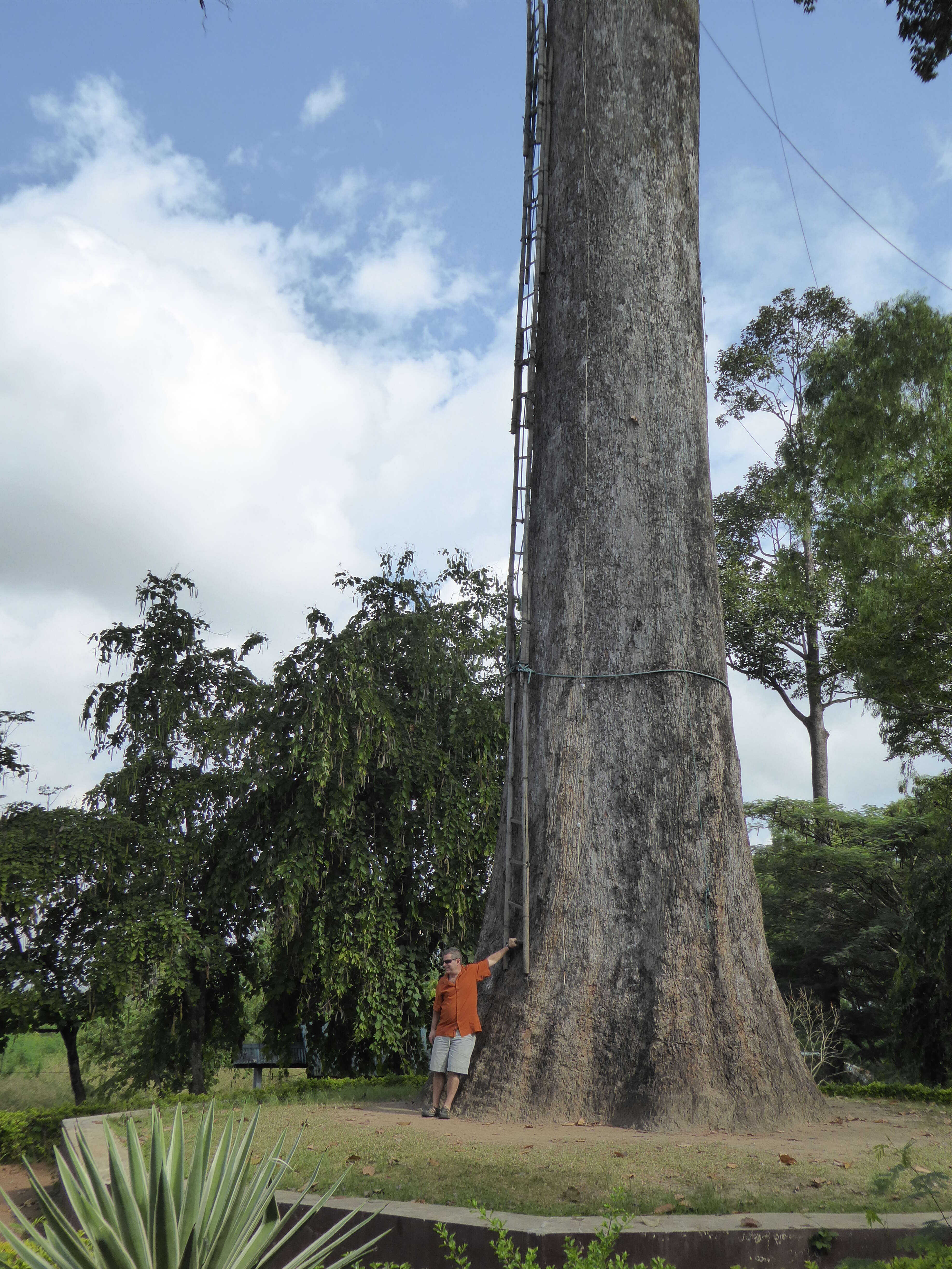 Image of Dipterocarpus alatus Roxb.