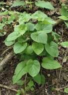 Слика од Viola mirabilis L.