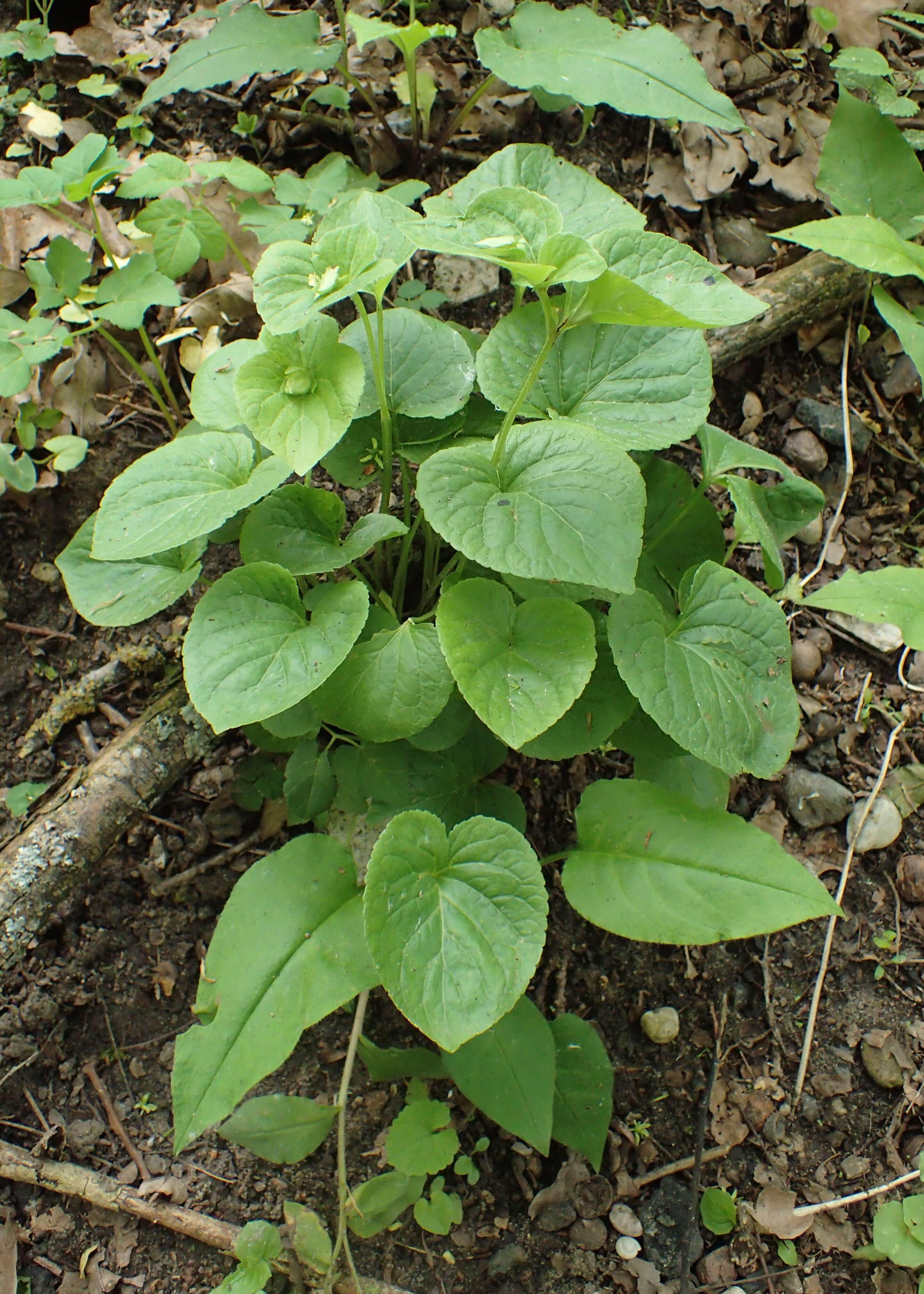 Слика од Viola mirabilis L.
