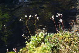 Image of Livelong Saxifrage