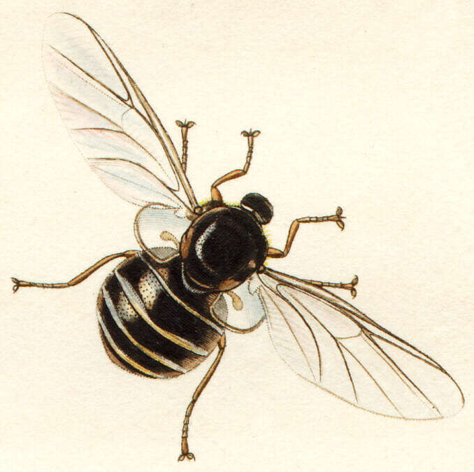 Image of Ogcodes gibbosus (Linnaeus 1758)