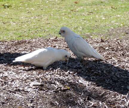 Image of Little Corella