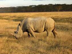 Image of Ceratotherium simum simum