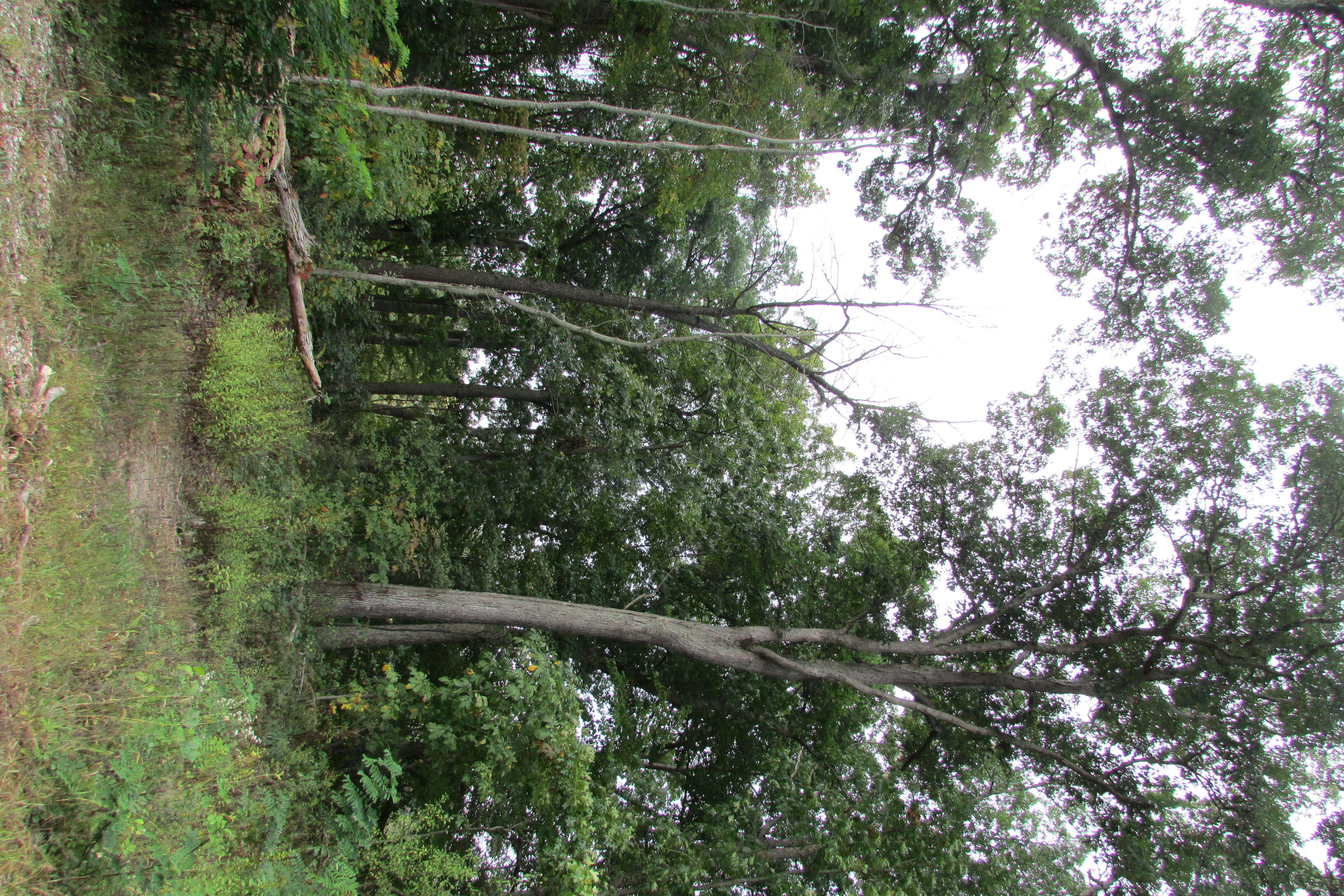 Imagem de Platanus occidentalis L.