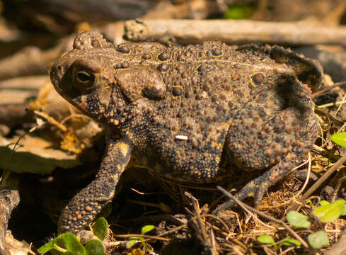 Image de Anaxyrus americanus (Holbrook 1836)