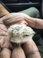 Image of Lesser Nighthawk