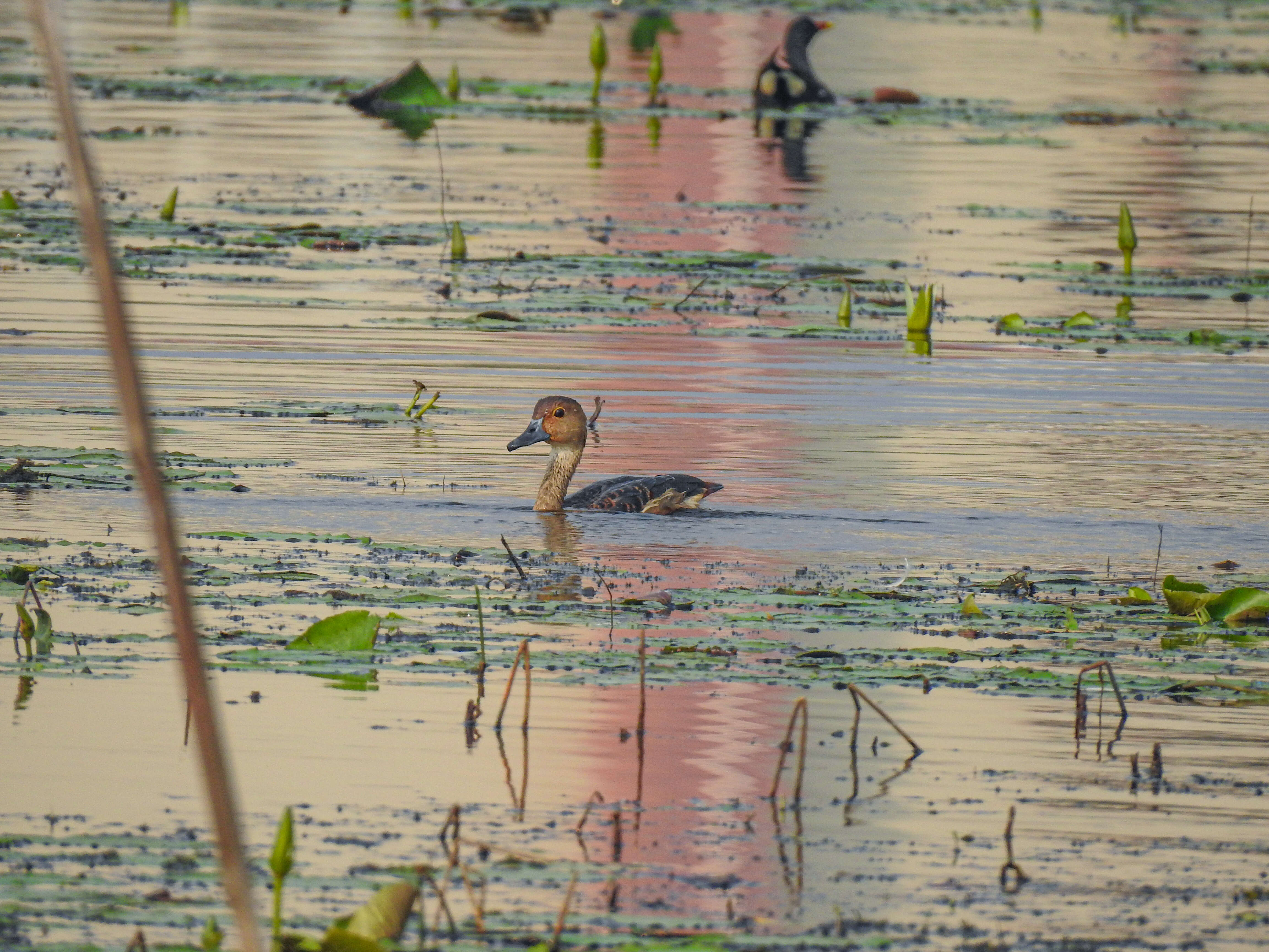 Image of Lesser Whistling Duck