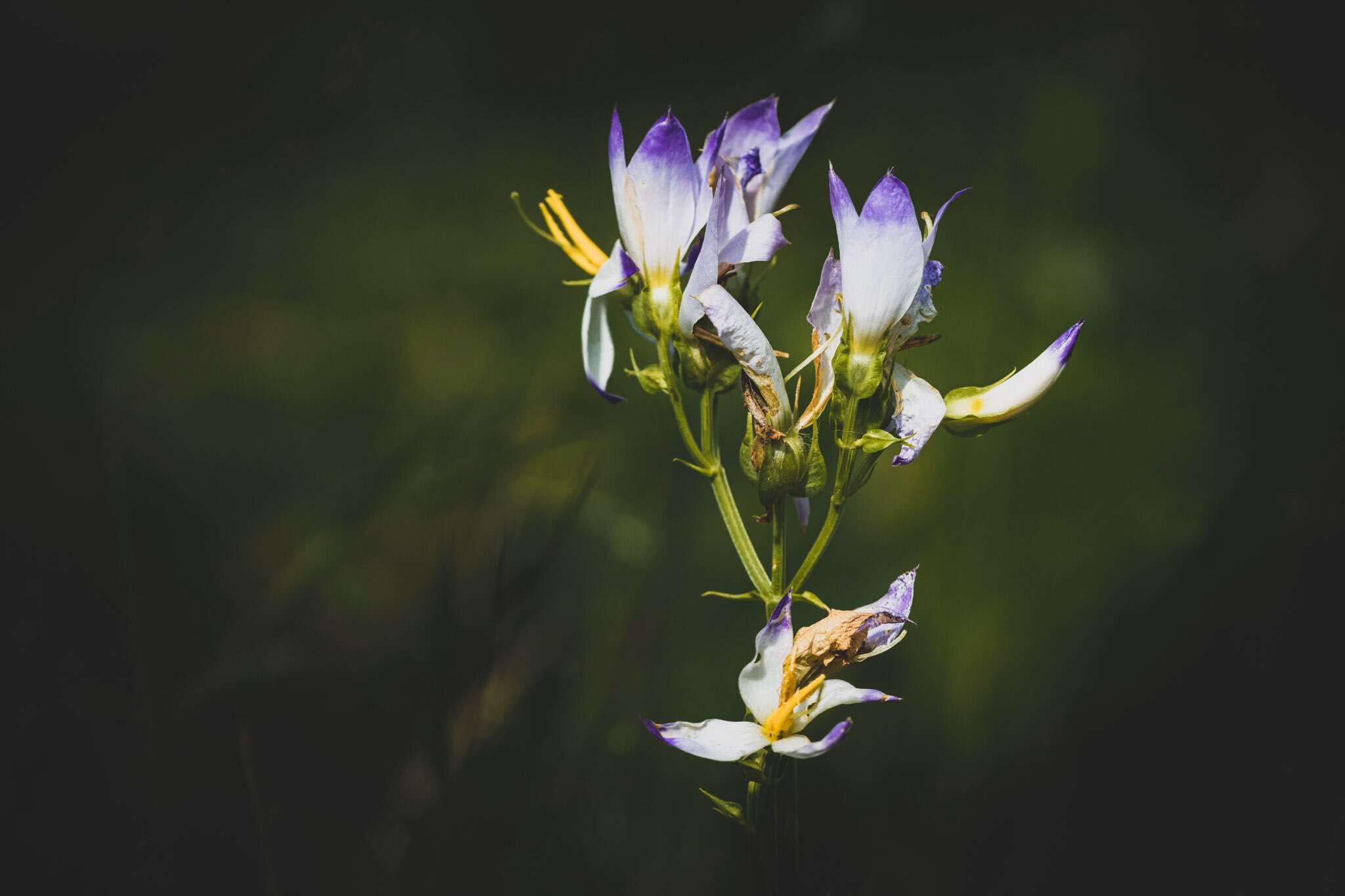 Image of Exacum tetragonum Roxb.