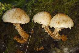 Image of Pholiota squarrosoides (Peck) Sacc. 1887