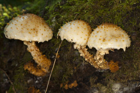 Image of Pholiota squarrosoides (Peck) Sacc. 1887