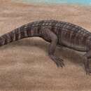 Image of Atoposauridae