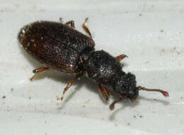 Image of Root-eating beetle