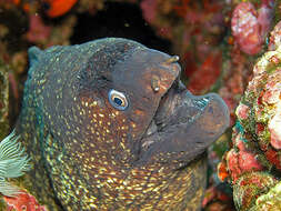 Image of morays