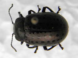 Image of Chrysolina