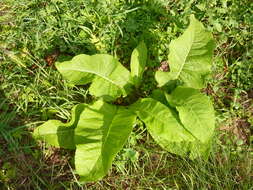 Inula helenium L. resmi