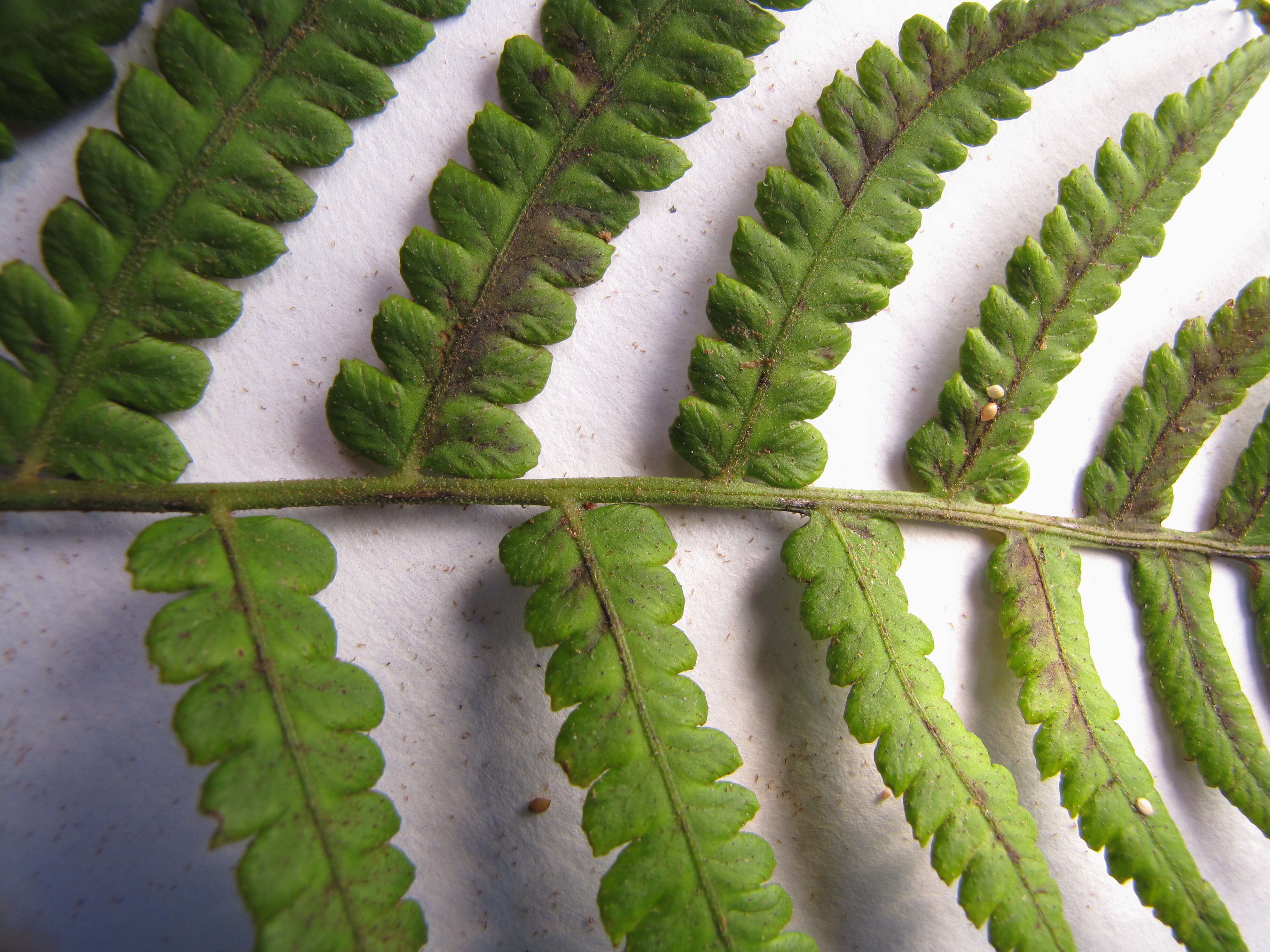 Image of Petersen's-Spleenwort