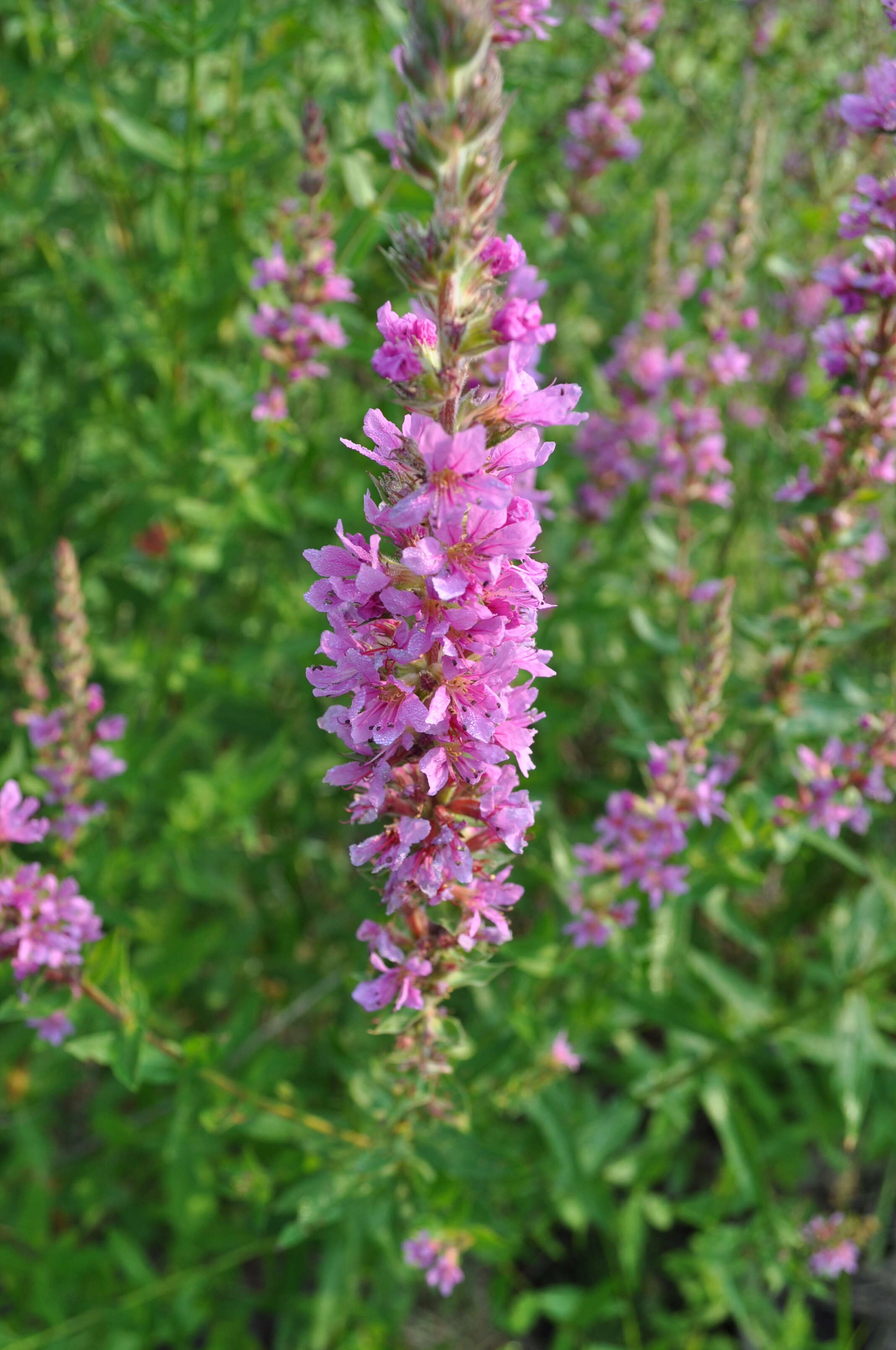 Image of Purple Loosestrife