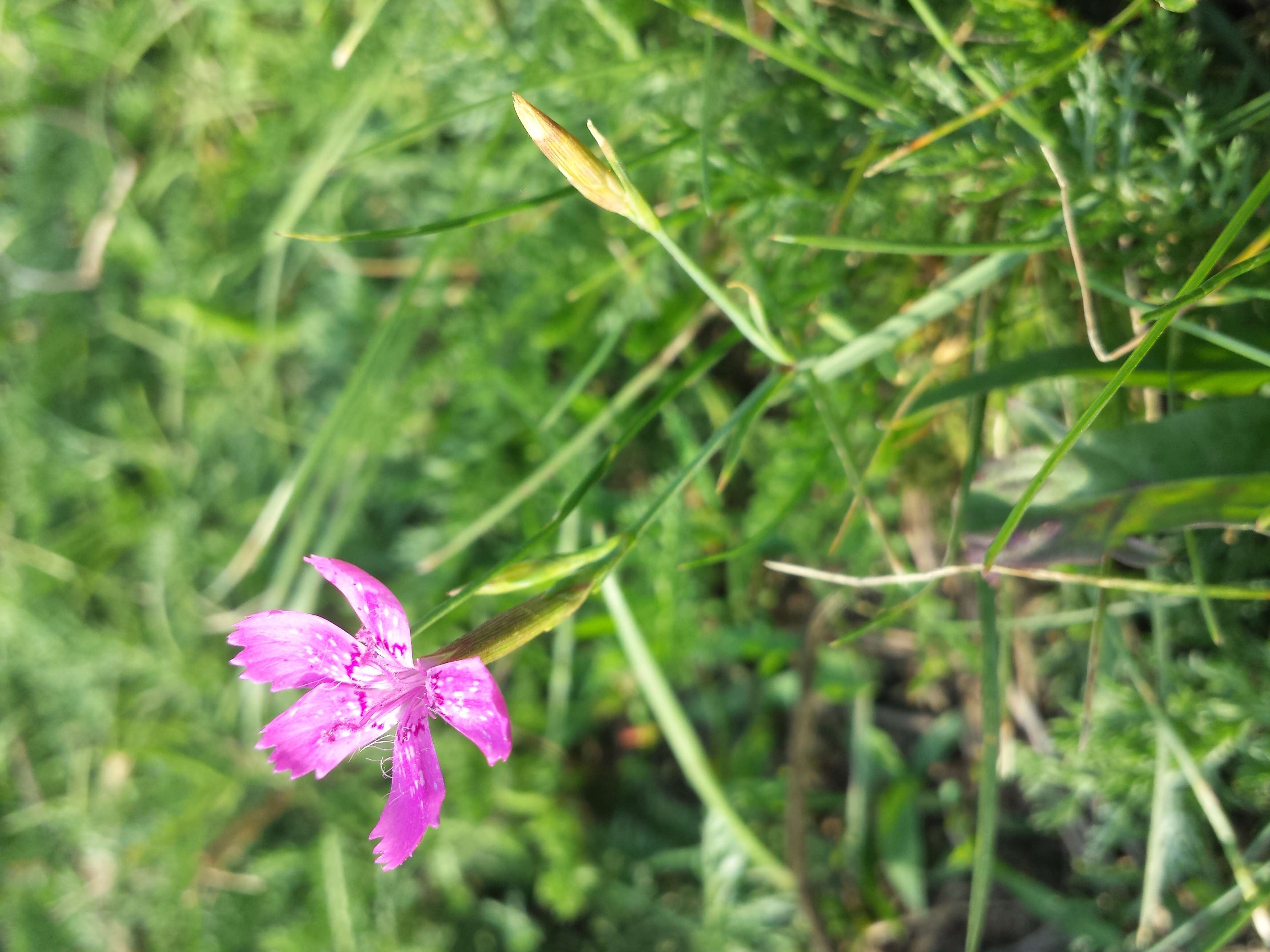 Слика од Dianthus deltoides L.