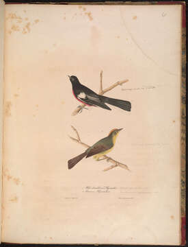 Basileuterus culicivorus (Deppe 1830) resmi