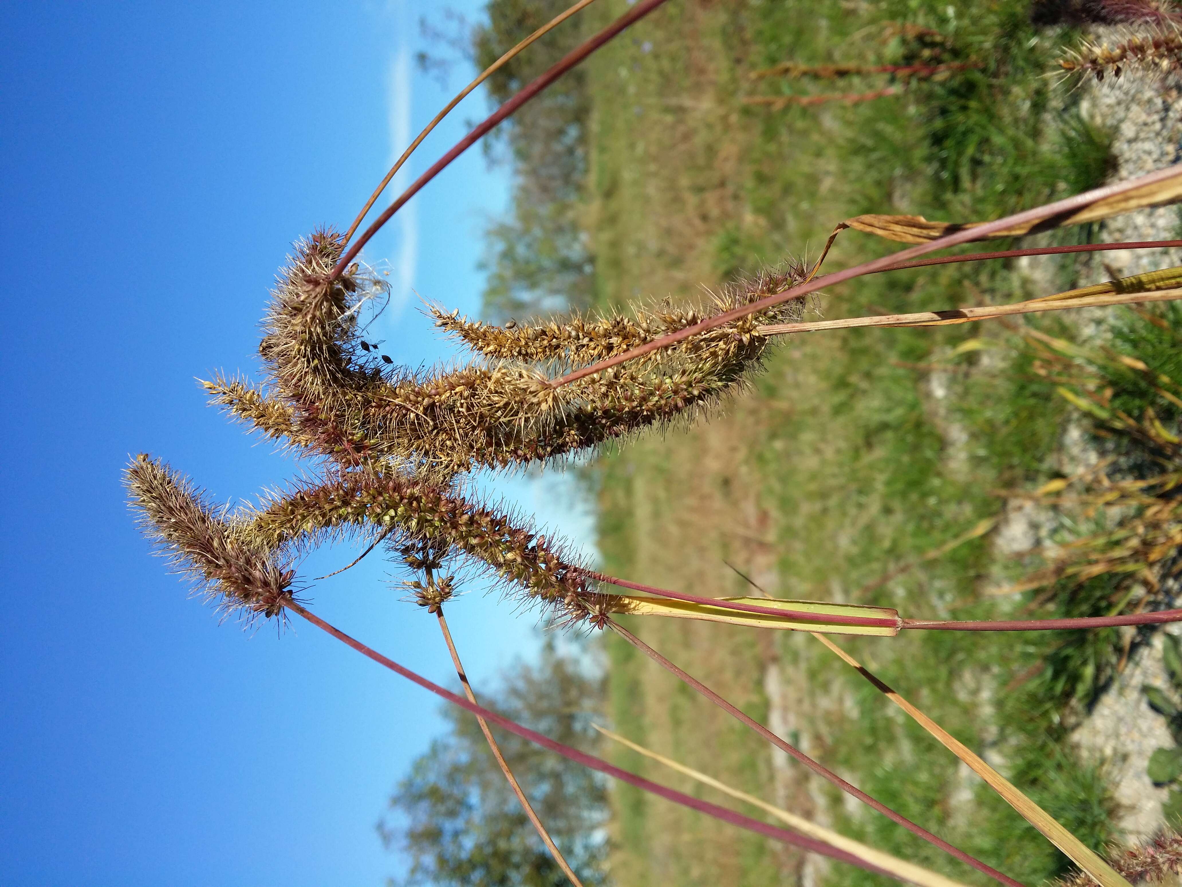 Image of bristly foxtail