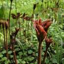 Rodgersia aesculifolia Batalin resmi