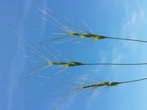 Image of barbed goatgrass