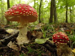 Image of Fly agaric